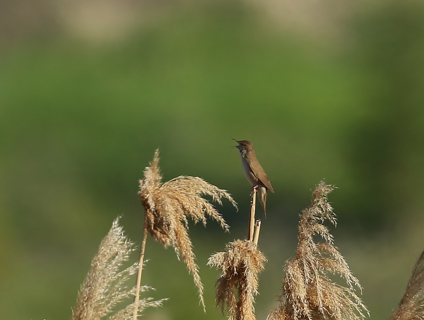 Savi's Warbler